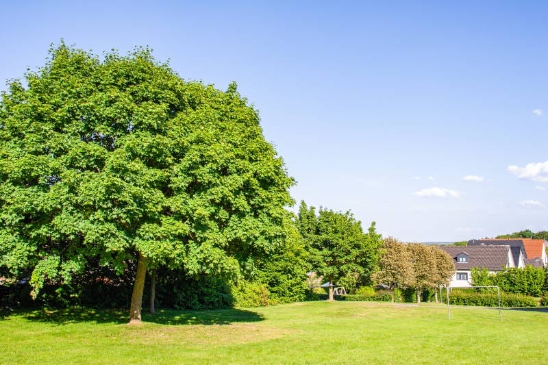 Tree-Topical-Treatment-1