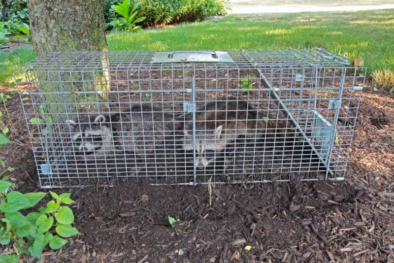 Wildlife-Control-Reno-NV-1-1536×1024