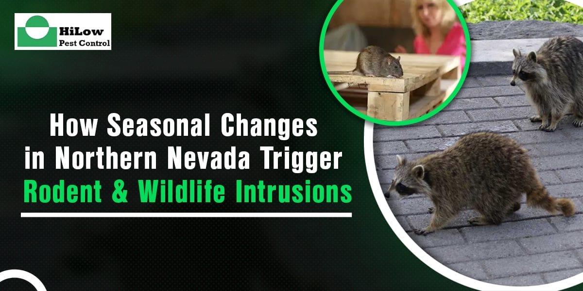 How Seasonal Changes in Northern Nevada Trigger Rodent Wildlife Intrusions rodent & wildlife intrusions