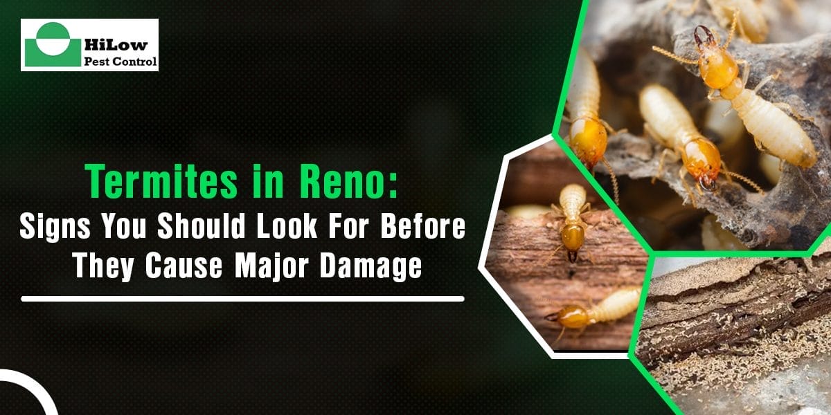 Termites in Reno Signs You Should Look For Before They Cause Major Damage termites in Reno