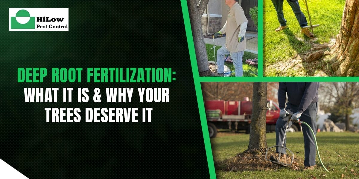 deep root fertilization