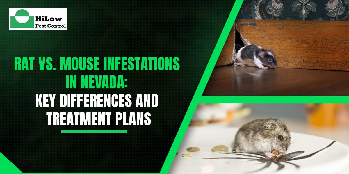 rat vs mouse infestations in nevada