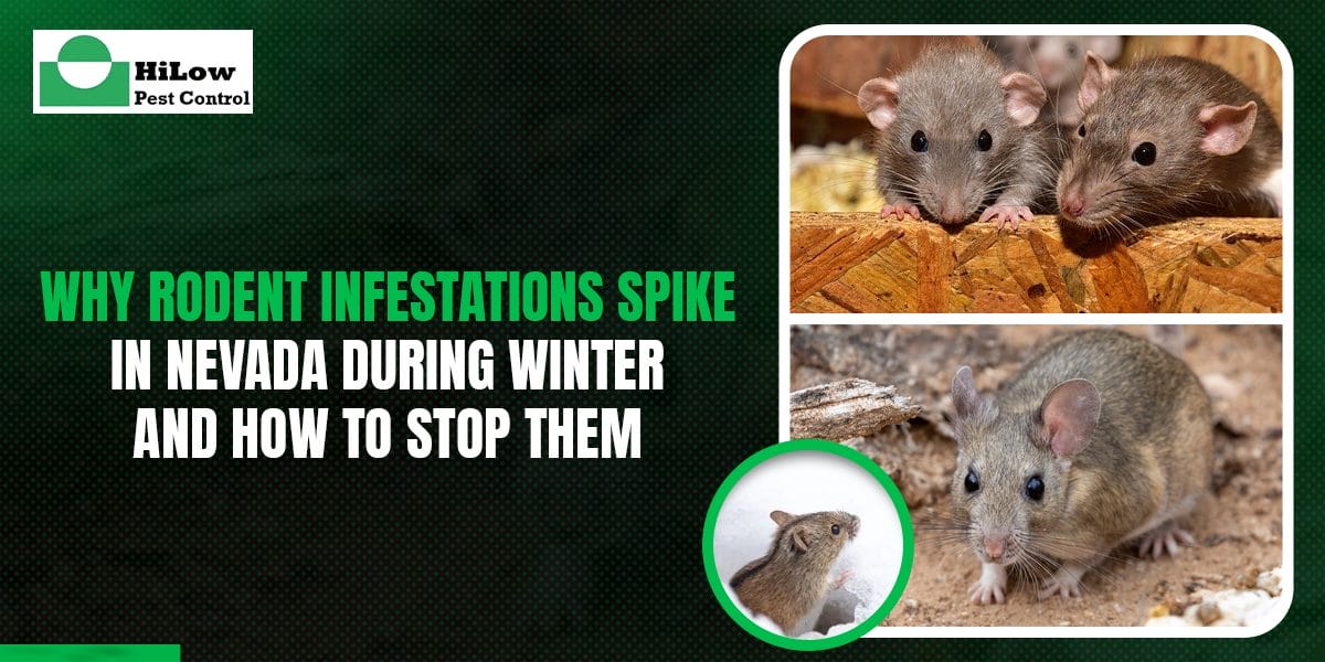 Why Rodent Infestations Spike in Nevada During Winterand How to Stop Them rodent infestations in Nevada